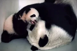 Катэгорыя 