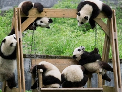 Panda Ilə Mətbəx Şəkli