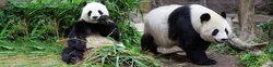 Panda ilə mətbəx şəkli