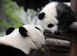 Panda Ilə Mətbəx Şəkli