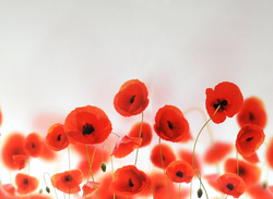 Photo of poppies for the kitchen