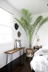 Palm trees in the bedroom photo