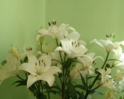 Акси савсан дар ҳаммом