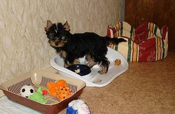 Yorkie photo in the bath