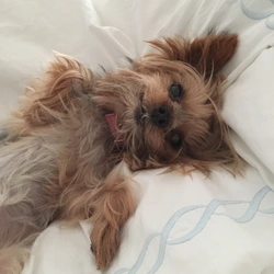 Hamamda Yorkie şəkli
