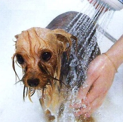 Ваннадағы Yorkie фотосы
