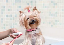 Ваннадағы Yorkie фотосы