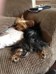 Yorkie photo in the bath