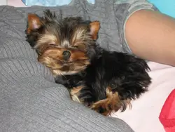 Yorki hammomdagi fotosurati