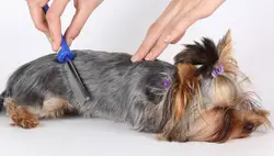 Yorkie photo in the bath