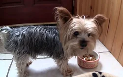 Yorkie photo in the bath