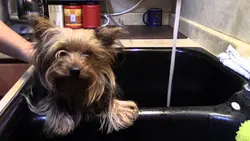 Yorkie photo in the bath
