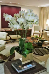 Orchid Living Room Photo