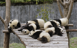 Panda ilə mətbəx şəkli
