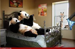 Panda bilan oshxona fotosurati