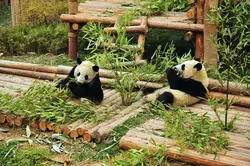 Panda Ilə Mətbəx Şəkli