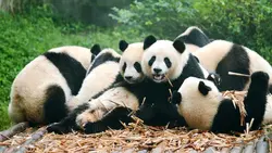 Panda bilan oshxona fotosurati