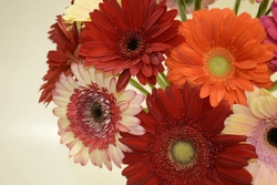 Kitchen with gerberas photo