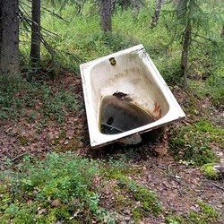 Bath in the forest photo