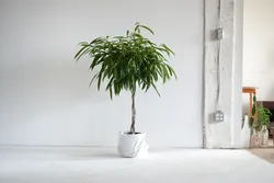 Ficus дар сурати хоб