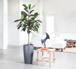 Ficus in the bedroom photo