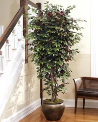 Ficus in the bedroom photo