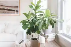 Yataq otağında ficus fotoşəkili