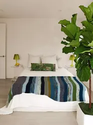 Yotoqxonadagi rasmdagi ficus