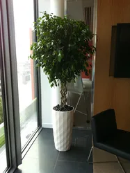 Ficus дар сурати хоб