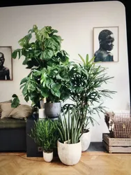 Ficus in the bedroom photo