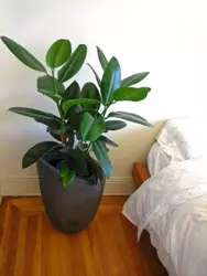 Yotoqxonadagi rasmdagi ficus