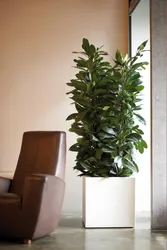 Ficus in the bedroom photo