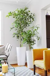 Ficus in the bedroom photo