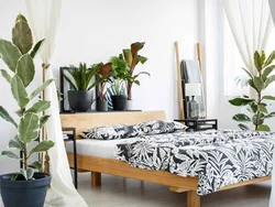 Ficus дар сурати хоб