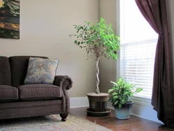 Ficus дар сурати хоб