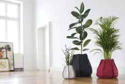 Yataq otağında ficus fotoşəkili