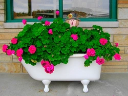 Hamam fotoşəkilindən buketlər