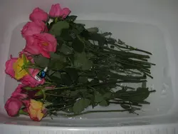 Ванна бөлмесіндегі гүл шоқтары