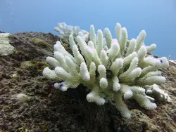 Corals for the bathroom photo