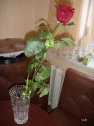 Катэгорыя 