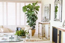 Yashash xonasining ichki qismidagi ficus