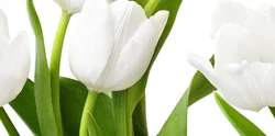 Bathroom tile design tulips
