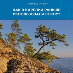 Хвоя Манрэпа фота кухняў