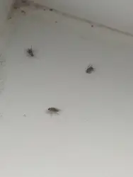 Мошки на кухне фото и названия