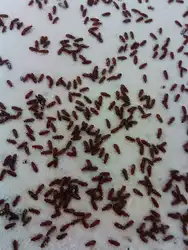 Oshxonadagi midges fotosuratlari va nomlari