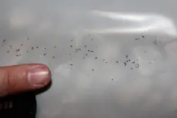 Мошки на кухне фото и названия