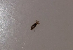 Oshxonadagi midges fotosuratlari va nomlari