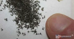 Mətbəxdəki midges fotoşəkilləri və adları
