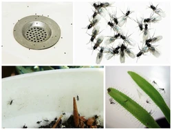 Midges in the kitchen photos and names