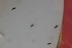 Mətbəxdəki Midges Fotoşəkilləri Və Adları
